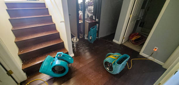 Best Water damage cleanup near me  in Amelia, OH